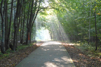 Waldweg Groß Schwansee © Kirsten Willert