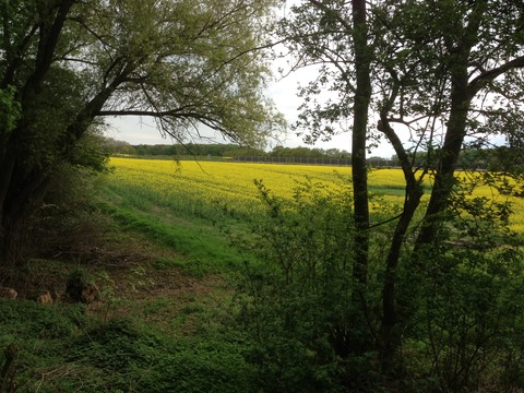 Galerie-Bild von Günter Müller