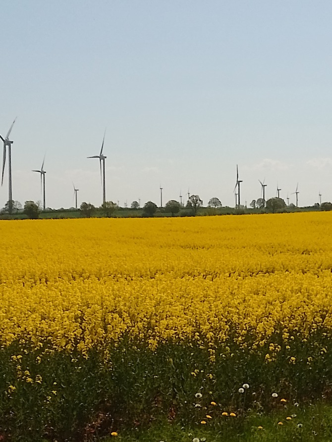 Ferienwohnung in Kabelhorst - Geißler - Rapsblüte