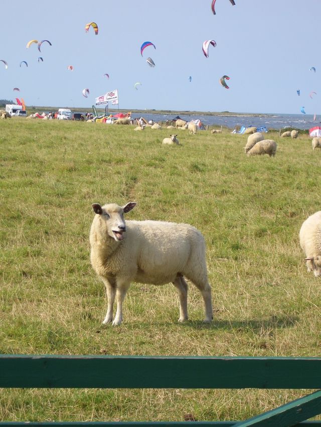 Ferienwohnung in Fehmarn OT Neue Tiefe - Schmuckst&uuml;ck am Binnensee - Bild 23
