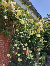 Ferienwohnung in Groß Wittensee - Martens - Bild 8