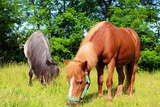 Ferienwohnung in Fehmarn OT Meeschendorf - Kleingarn - "Meeresblick" Nr. 8 - Bild 12