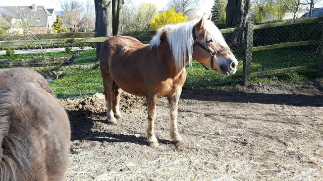 Ferienwohnung in Fehmarn OT Petersdorf - G&auml;stehaus Nielson - Terrassenwohnung "Pusteblume" Nr.2 - Bild 16