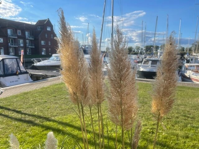 Ferienwohnung in Ueckermünde - Lagunenstadt am Haff Fewo 34 - Palstek - Bild 12