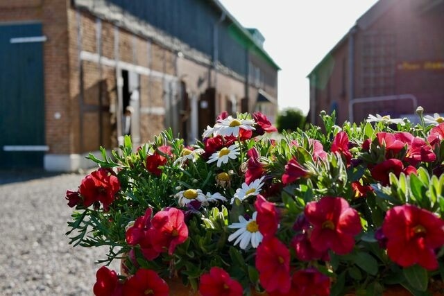 Ferienwohnung in Fehmarn - Knusthof Lafrenz - West - Bild 16