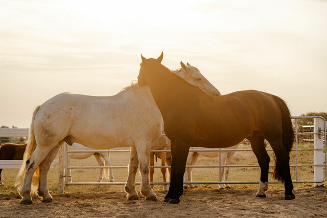 Ferienhaus in Fehmarn OT Staberdorf - Alte Schule 6 - Bild 18