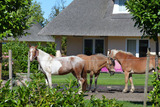 Ferienhaus in Fehmarn OT Staberdorf - Reetdachhaus 6, inkl. 2 Parkplätze - Bild 19