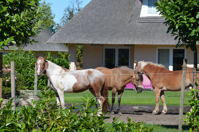 Ferienhaus in Fehmarn OT Staberdorf - Reetdachhaus 6, inkl. 2 Parkplätze - Bild 19