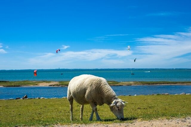 Ferienwohnung in Fehmarn OT Orth - Ferienwohnung Hafenmeisterei - Bild 15