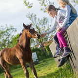 Ferienwohnung in Fehmarn OT Wenkendorf - Ferienhof Marquardt Fewo Mohnblume - Bild 19