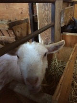 Ferienwohnung in Fehmarn OT Sahrensdorf - Ferienwohnung Himmelblau auf dem Ferien + Bauernhof Nielson in Bisdorf in Inselmitte - Bild 15 Ferienwohnung in Fehmarn OT Sahrensdorf - Ferienwohnung Himmelblau auf dem Ferien + Bauernhof Nielson in Bisdorf in Inselmitte - Bild 15