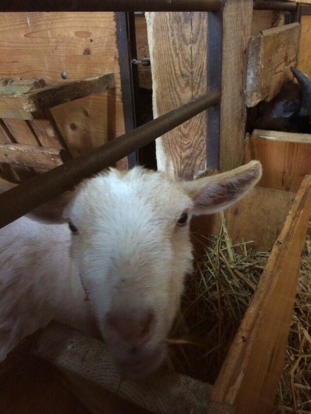 Ferienwohnung in Fehmarn OT Sahrensdorf - Ferienwohnung Himmelblau auf dem Ferien + Bauernhof Nielson in Bisdorf in Inselmitte - Bild 15 Ferienwohnung in Fehmarn OT Sahrensdorf - Ferienwohnung Himmelblau auf dem Ferien + Bauernhof Nielson in Bisdorf in Inselmitte - Bild 15