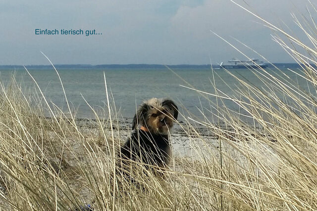 Ferienwohnung in Wendtorf - Ap. B&uuml;lk - Haus Nordlichter - Bild 9