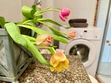 Ferienwohnung in Zingst - Ferienwohnung 03 - Bild 18