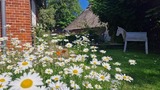Ferienwohnung in Riepsdorf - Urlaub mit Hund - Sp&auml;tsommer an der Ostsee genie&szlig;en - Bild 9