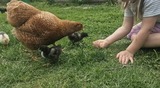 Ferienwohnung in Riepsdorf - Urlaub mit Hund - Sp&auml;tsommer an der Ostsee genie&szlig;en - Bild 11
