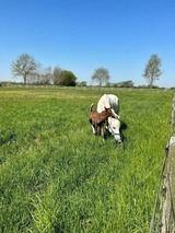 Ferienhaus in Dahme - Lütt Piergorn 1 - Bild 13