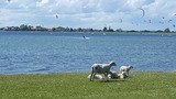 Ferienwohnung in Fehmarn OT Bannesdorf - Ferienhaus zur Wiese Whg. "Reh" - Bild 17