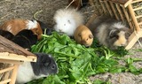 Ferienwohnung in Fehmarn OT Staberdorf - Tenne 2 - Bild 17