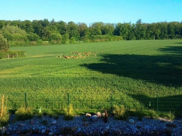 Ferienwohnung in Kellenhusen - Waldhaus - Bild 23