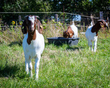 Ferienwohnung in Fehmarn OT Dänschendorf - Casa Florale - Bild 20