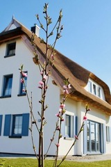 Ferienhaus in Dranske - Rügenzauber Reetdachhaus mit Sauna u. Kamin | Strandnähe | Garten - Bild 18