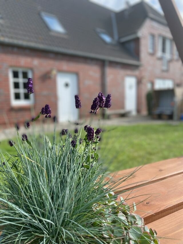 Ferienwohnung in Fehmarn OT Wulfen - Ruth Sonnenhut - Bild 23 Ferienwohnung in Fehmarn OT Wulfen - Ruth Sonnenhut - Bild 23