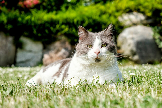 Ferienhaus in Fehmarn - Wellnesshaus "Welle" eingez&auml;unt - Bild 11