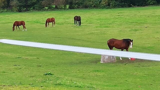 Ferienwohnung in Ueckerm&uuml;nde - Fe'Wo, Strandnah, Ueckerm&uuml;nde3Ps,1Hund,Stettiner Haff, - Bild 13