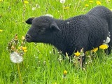 Ferienwohnung in Wagersrott - Zirkuswagen auf dem L&auml;mmerhof - Bild 10