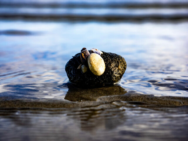 Ferienwohnung in Glücksburg - Ferienwohnung "Leevhuus" - Bild 19