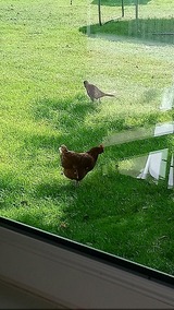 Ferienwohnung in Fehmarn OT Schlagsdorf - Bauernhof Urlaub FeWo Nr. 2 - 2-Personen - Bild 5 Ferienwohnung in Fehmarn OT Schlagsdorf - Bauernhof Urlaub FeWo Nr. 2 - 2-Personen - Bild 5