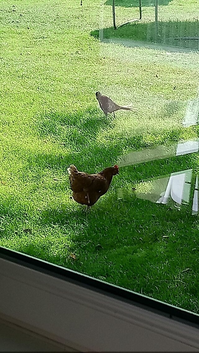 Ferienwohnung in Fehmarn OT Schlagsdorf - Bauernhof Urlaub FeWo Nr. 2 - 2-Personen - Bild 5 Ferienwohnung in Fehmarn OT Schlagsdorf - Bauernhof Urlaub FeWo Nr. 2 - 2-Personen - Bild 5