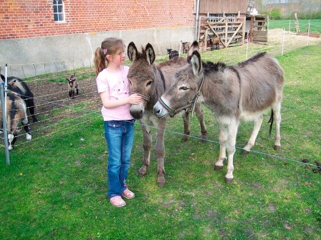 Ferienwohnung in Fehmarn OT Schlagsdorf - Bauernhof Urlaub FeWo Nr. 2 - 2-Personen - Bild 10 Ferienwohnung in Fehmarn OT Schlagsdorf - Bauernhof Urlaub FeWo Nr. 2 - 2-Personen - Bild 10