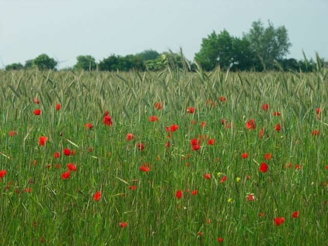 Ferienwohnung in Fehmarn OT Schlagsdorf - Bauernhof Urlaub FeWo Nr. 2 - 2-Personen - Bild 13 Ferienwohnung in Fehmarn OT Schlagsdorf - Bauernhof Urlaub FeWo Nr. 2 - 2-Personen - Bild 13