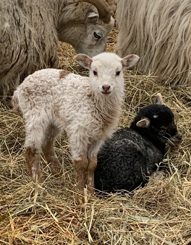Ferienwohnung in Fehmarn OT Schlagsdorf - Bauernhof Urlaub FeWo Nr. 2 - 2-Personen - Bild 14 Ferienwohnung in Fehmarn OT Schlagsdorf - Bauernhof Urlaub FeWo Nr. 2 - 2-Personen - Bild 14