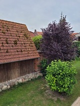 Ferienwohnung in Heiligenhafen - FeWo Todeskino "M&ouml;wennest" in Heiligenhafen - Bild 21