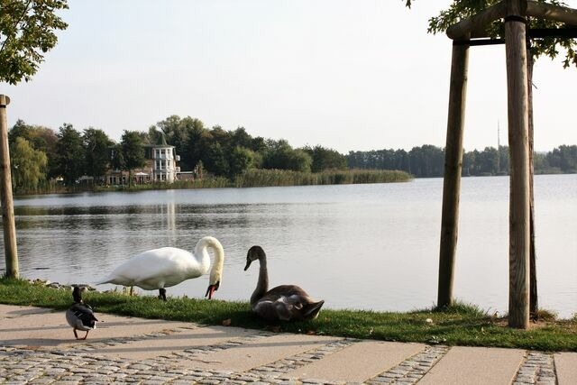 Ferienwohnung in Seebad Bansin - (Brise) Villa Vineta Bansin App. 04 - Bild 16