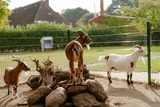 Ferienwohnung in Fehmarn OT Staberdorf - Am Reitplatz - Bild 24