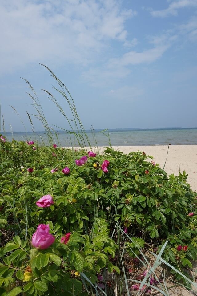 Ferienhaus in Zierow - Reethaus "StrandGut" - Bild 22